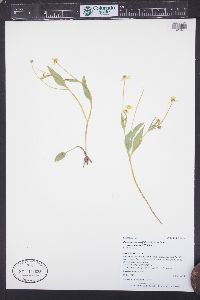 Ranunculus alismifolius var. montanus image