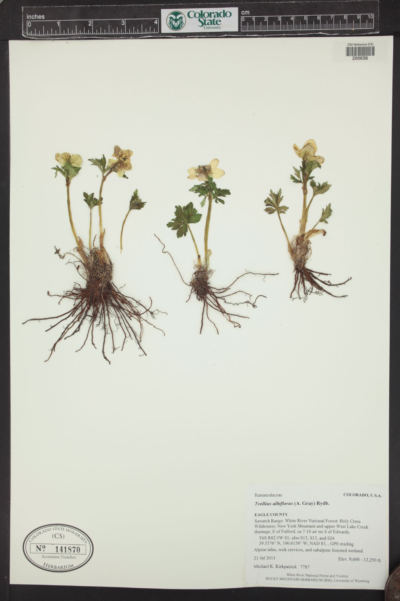 Trollius albiflorus image