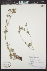 Potentilla pulcherrima image