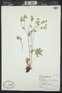 Potentilla gracilis image