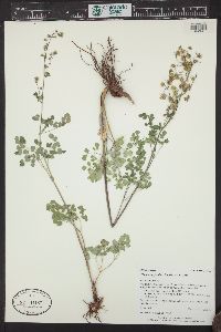 Thalictrum fendleri image