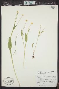 Ranunculus alismifolius var. montanus image