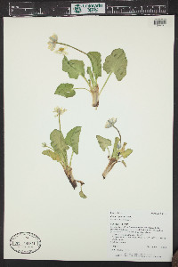 Caltha leptosepala image