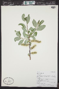 Salix monticola image