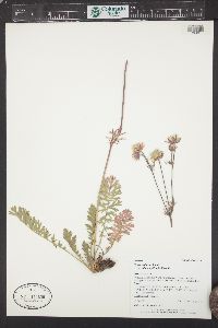 Geum triflorum image