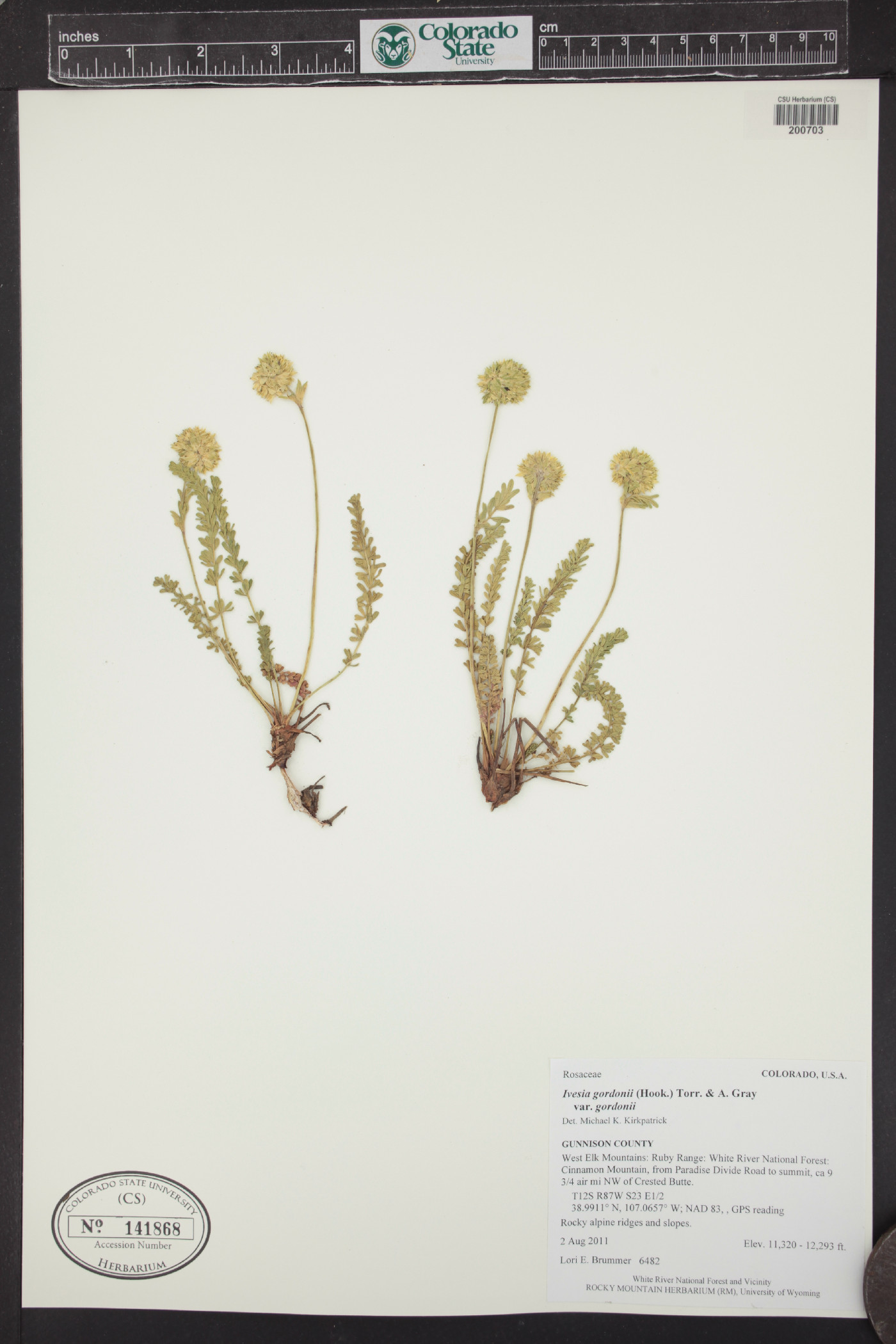 Ivesia gordonii var. gordonii image