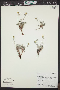 Potentilla hookeriana image