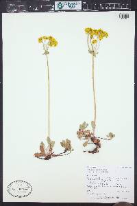 Eriogonum umbellatum var. torreyanum image