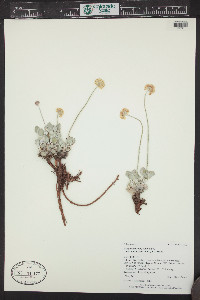 Eriogonum ovalifolium image