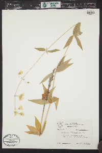 Silene stellata image