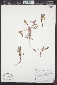 Claytonia megarhiza image