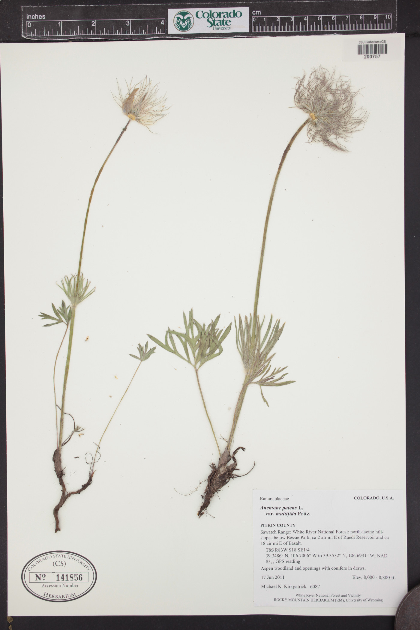 Pulsatilla patens var. multifida image