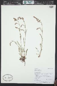 Rumex acetosa image