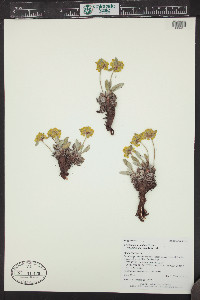 Eriogonum arcuatum image