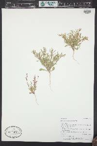 Stenogonum salsuginosum image