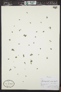 Lemna minor image