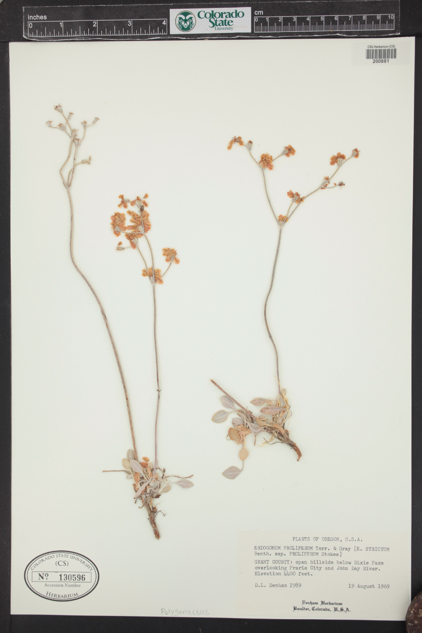 Eriogonum proliferum image