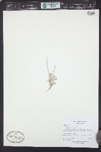 Eriogonum ovalifolium image