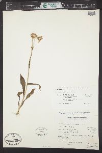 Senecio crassulus image