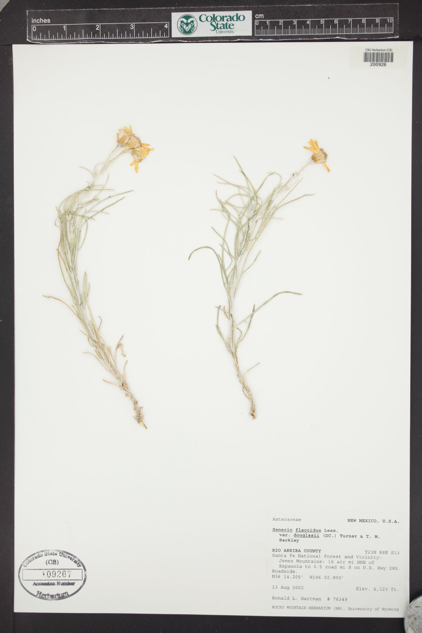Senecio flaccidus var. douglasii image
