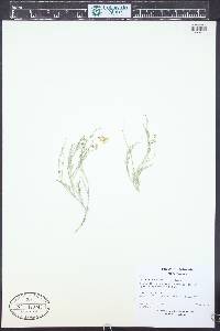 Astragalus convallarius image