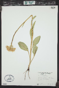 Senecio integerrimus image