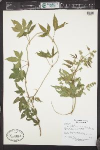 Humulus lupulus var. neomexicanus image