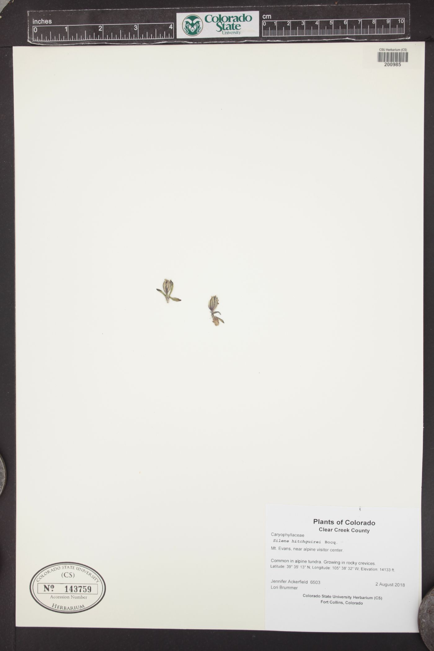 Silene hitchguirei image
