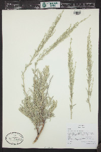 Artemisia tridentata subsp. vaseyana image