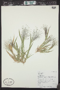 Panicum capillare subsp. capillare image