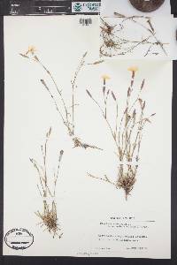 Dianthus arenarius image