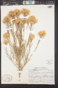 Ericameria nauseosa var. graveolens image