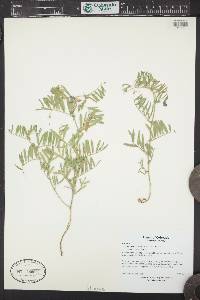 Vicia americana var. americana image