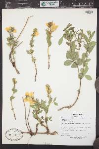 Thermopsis rhombifolia image