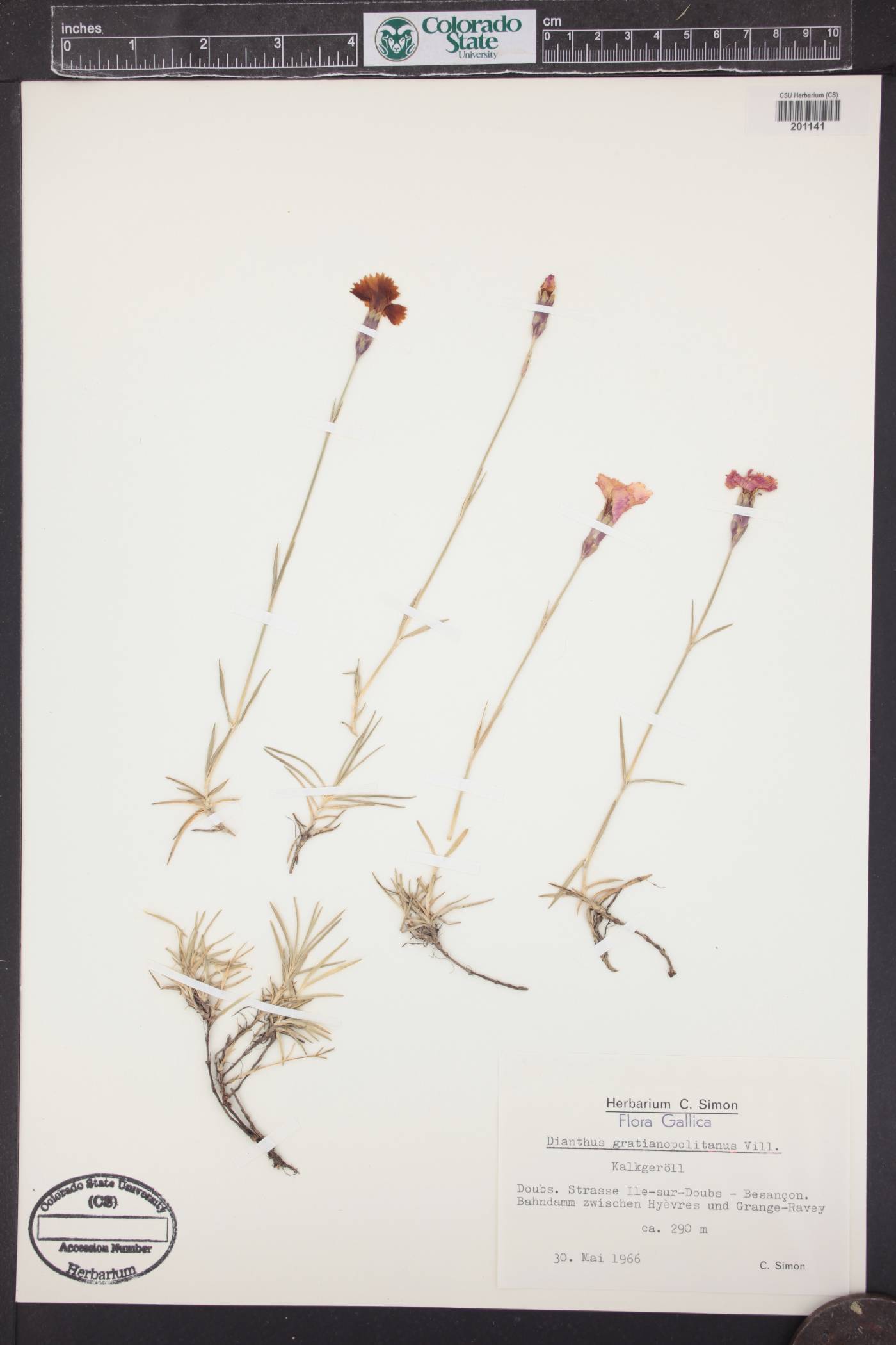 Dianthus gratianopolitanus image