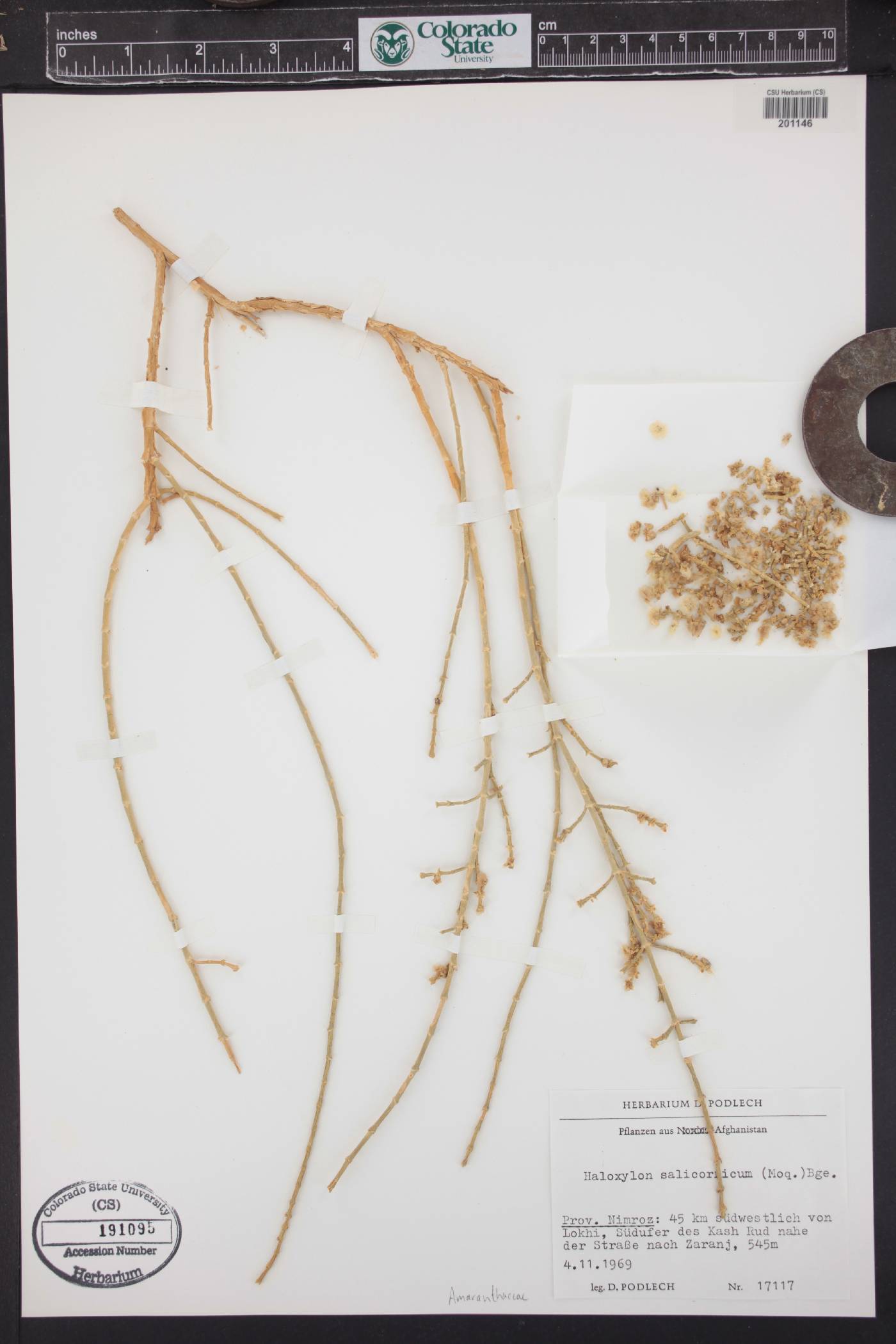 Haloxylon salicornicum image