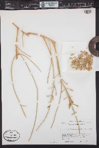 Haloxylon salicornicum image