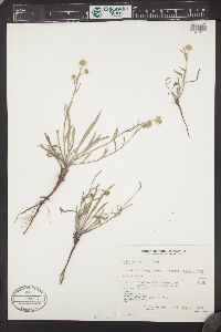 Erigeron eatonii image