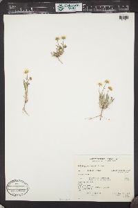 Erigeron engelmannii image