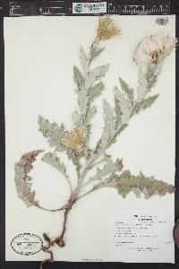 Cirsium undulatum image