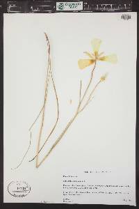 Calochortus gunnisonii image