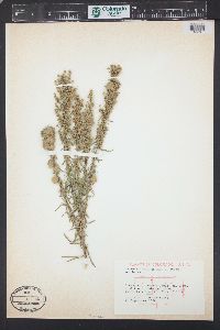 Artemisia dracunculus image