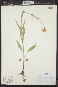 Arnica chamissonis image