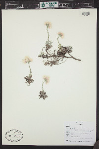 Antennaria parviflora image