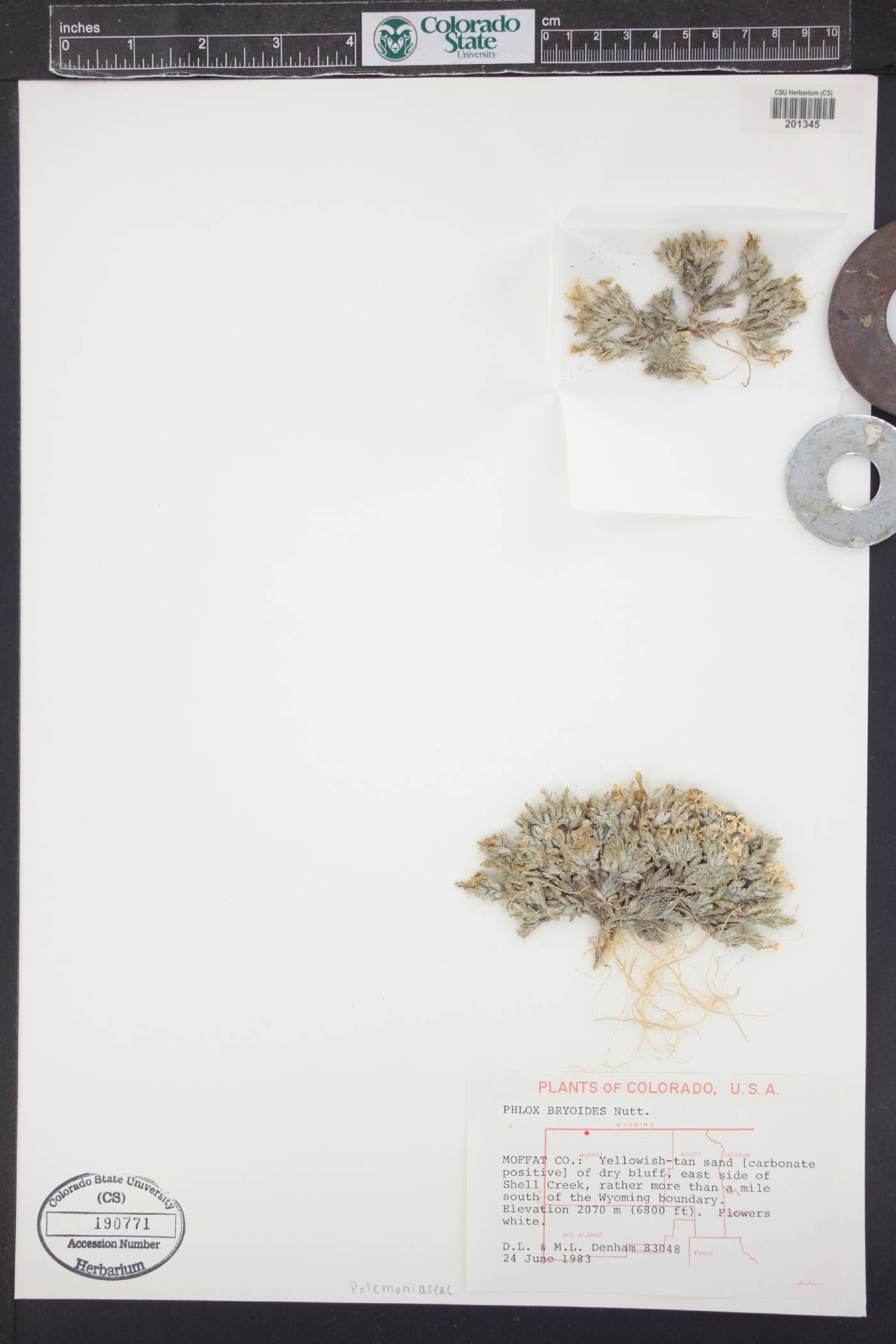 Phlox bryoides image