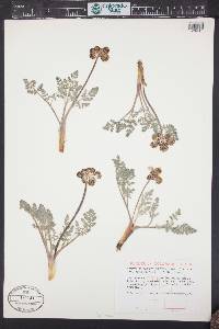 Lomatium foeniculaceum image