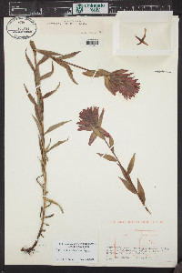 Castilleja rhexiifolia image