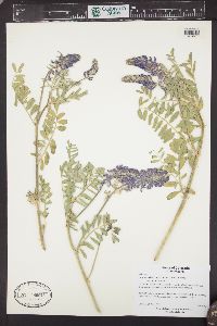 Astragalus bisulcatus image