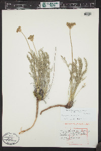 Musineon tenuifolium image