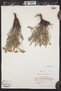 Musineon tenuifolium image